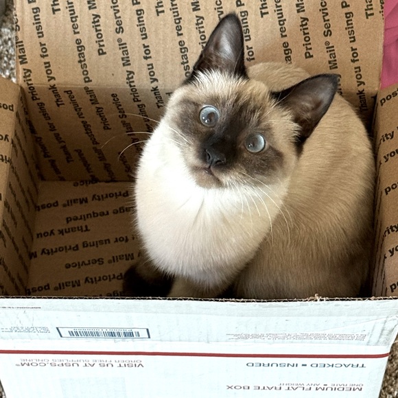 Meet your Posher, Jenny 🐈‍⬛ - Picture 4 of 10